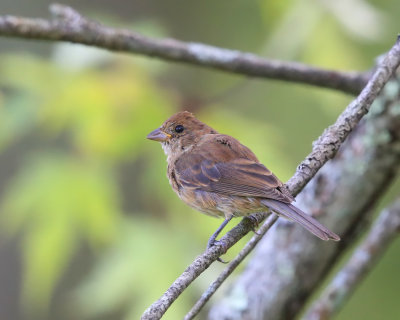 Indigo Bunting - Passerina cyanea