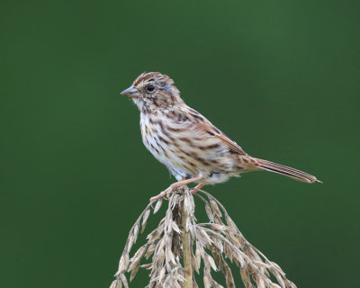 Song Sparrow - Melospiza melodia