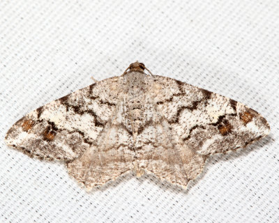 6352 - Granite Moth - Macaria granitata