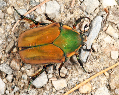 Green June Beetle - Cotinis nitida