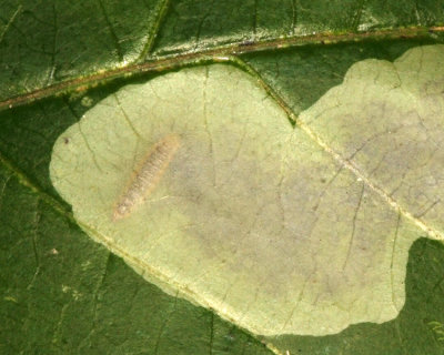 0822 - Poison ivy leaf mine - Cameraria guttifinitella