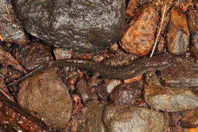 Northern Dusky Salamander - Desmognathus fuscus