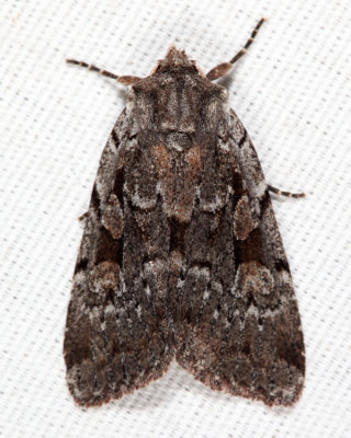 10968 - Northern Variable Dart - Xestia badicollis