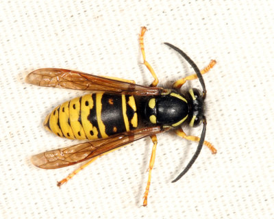 Forest Yellowjacket - Vespula acadica (queen)