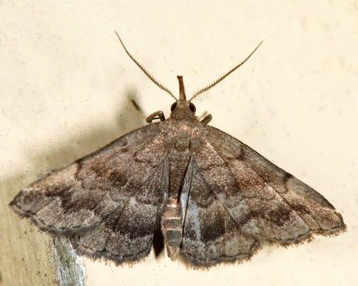 8364 - Black-banded Owlet - Phalaenostola larentioides