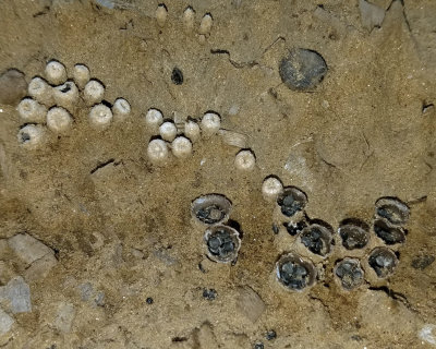 Dung-loving Bird's Nest Fungus - Cyathus stercoreus