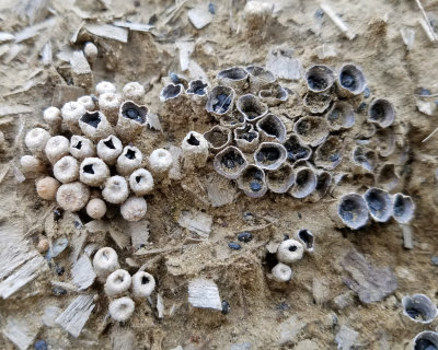 Dung-loving Birds Nest Fungus - Cyathus stercoreus