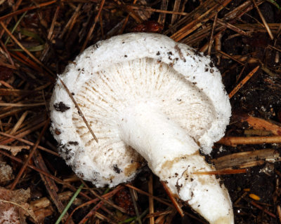 Hypomyces luteovirens