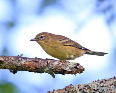 Pine Warbler - Setophaga pinus