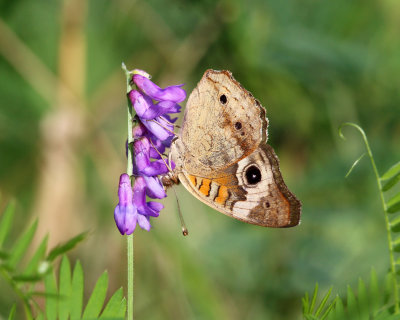 Common Buckeye - Junonia coenia