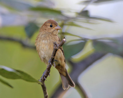 Indigo Bunting - Passerina cyanea