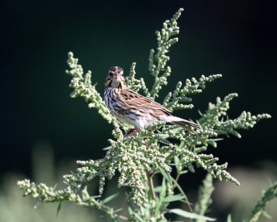 Savannah Sparrow - Passerculus sandwichensis