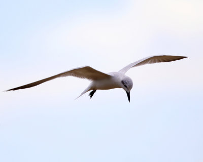 Gull-billed Tern - Gelochelidon nilotica