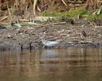 Lesser Yellowlegs - Tringa flavipes