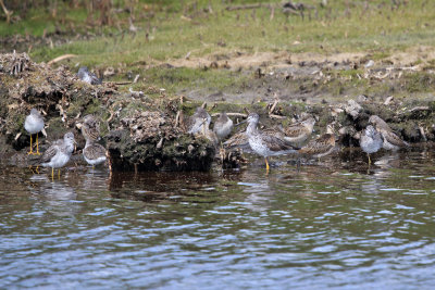 Greater Yellowlegs - Tringa melanoleuca - Lesser Yellowlegs & Short-billed Dowitcher