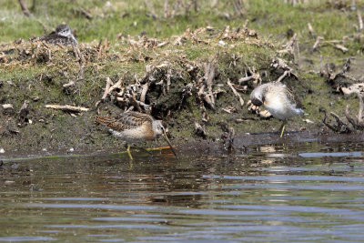 Short-billed Dowitcher - Limnodromus griseus