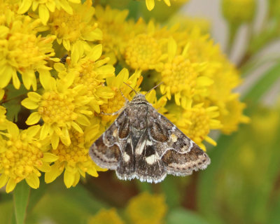 11104 - Spinose Flower Moth - Schinia spinosae