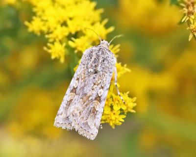 10838 - Rubbed Dart - Euxoa detersa