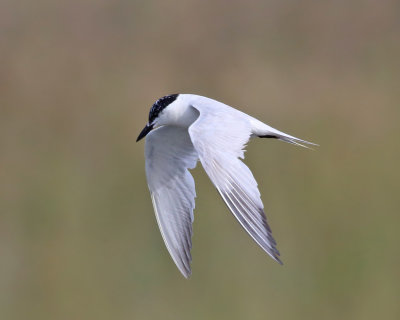 Gull-billed Tern - Gelochelidon nilotica