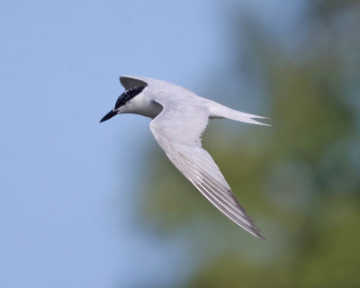 Gull-billed Tern - Gelochelidon nilotica