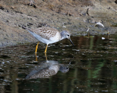 Lesser Yellowlegs - Tringa flavipes