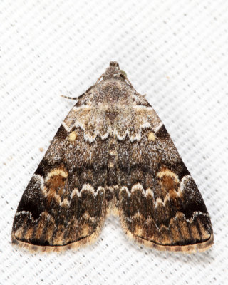 8322 - American Idia - Idia americalis