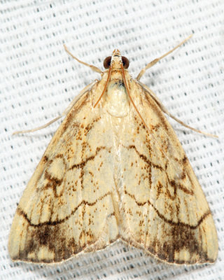 4897 - Purple-backed Cabbageworm - Evergestis pallidata