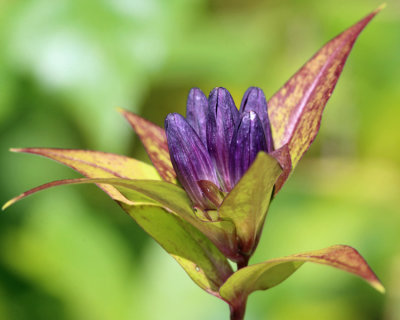 Closed Gentian - Gentiana clausa