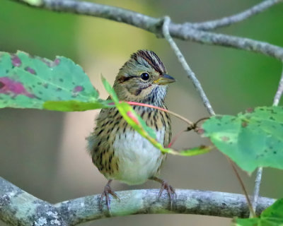 Lincoln's Sparrow - Melospiza lincolnii