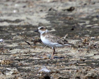 Wilson's Plover - Charadrius wilsonia