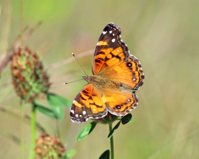 American lady - Vanessa virginiensis