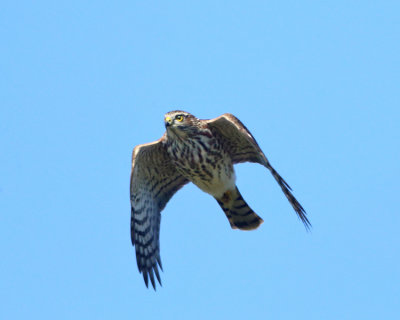 Sharp-shinned Hawk - Accipiter striatus