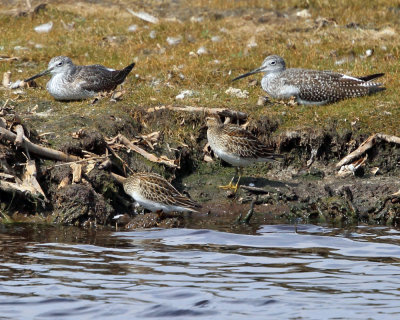 Pectoral Sandpipers -  Calidris melanotos