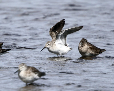 Stilt Sandpiper - Calidris himantopus