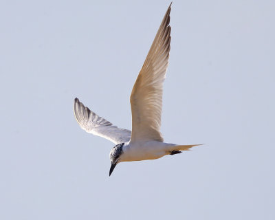 Gull-billed Tern - Gelochelidon nilotica