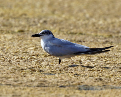 Gull-billed Tern - Gelochelidon nilotica