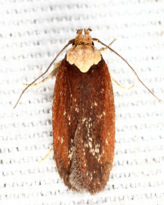 0924.1 - Purple Carrot-seed Moth - Depressaria depressana