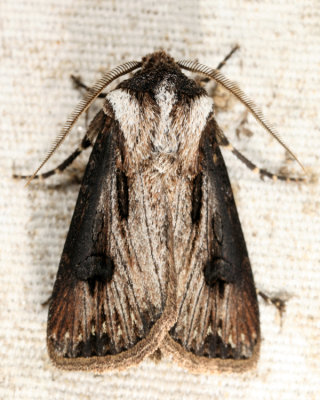 10651 - Venerable Dart - Agrotis venerabilis