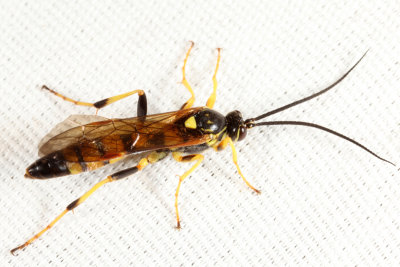 Ichneumon annulatorius