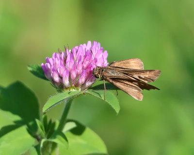 Ocola Skipper - Panoquina ocola