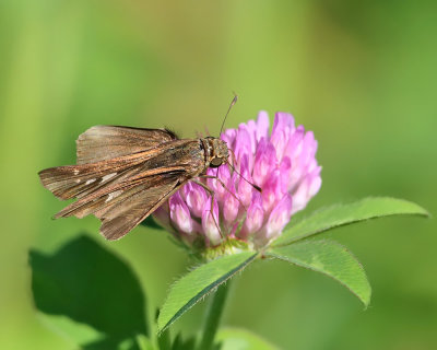 Ocola Skipper - Panoquina ocola