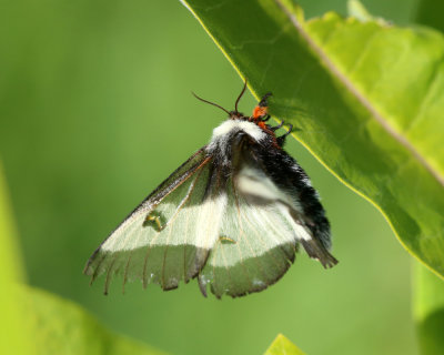 7732 - New England Buck Moth - Hemileuca lucina
