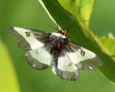7732 - New England Buck Moth - Hemileuca lucina