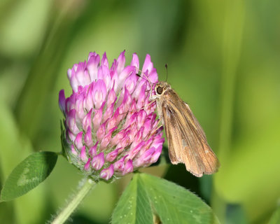 Ocola Skipper - Panoquina ocola (2)