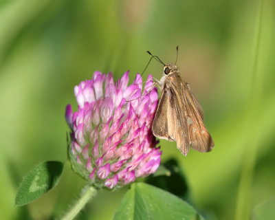 Ocola Skipper - Panoquina ocola (2)