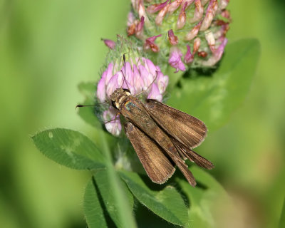 Ocola Skipper - Panoquina ocola (2)