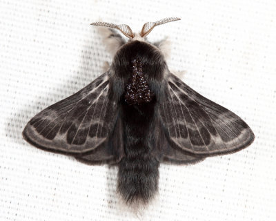 7673 - Larch Tolype - Tolype laricis (male)
