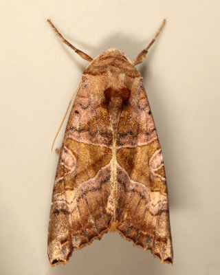 9547 - Brown Angle Shades - Phlogophora periculosa