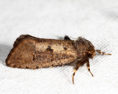 0367 - Tubeworm Moth - Acrolophus morus