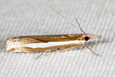 5355 - Common Grass-veneer - Crambus praefectellus